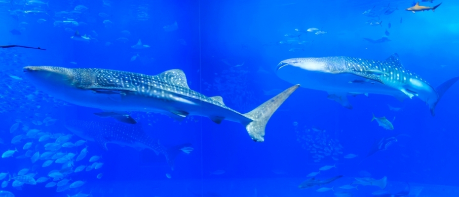 沖縄本島　美ら海水族館