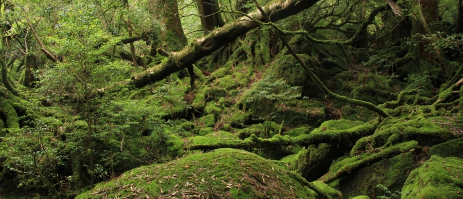 屋久島　もののけ姫の森