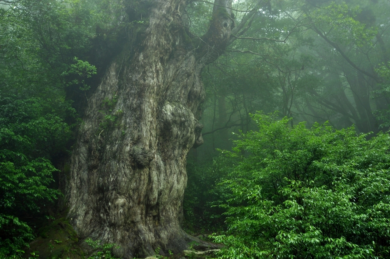 屋久島　縄文杉