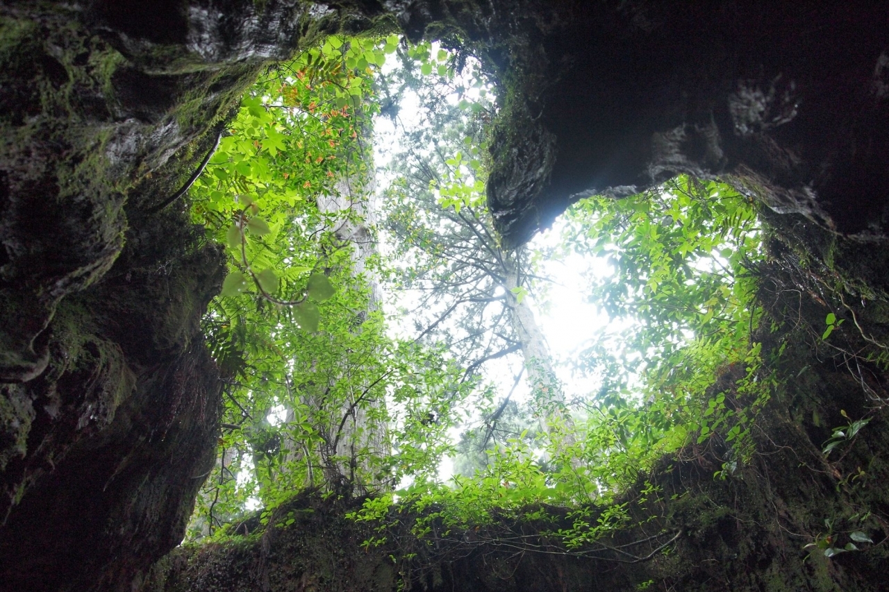 屋久島ウイルソン株