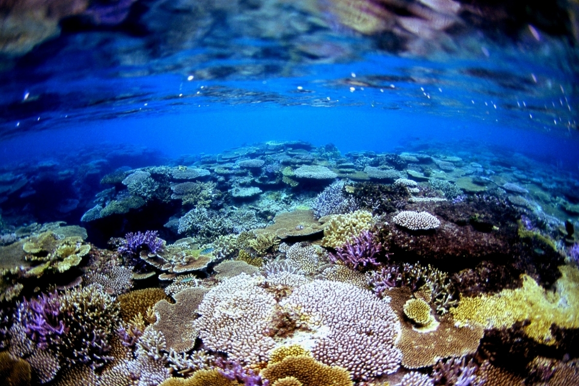 波照間島水中写真